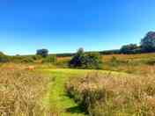Mown pitches