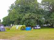 Dog friendly electric grass pitch