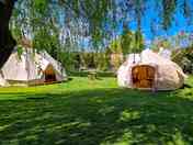 Willow tree garden