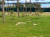 Pitches area