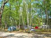Woodland setting