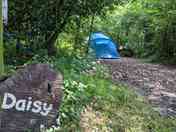 Daisy woodland pitch
