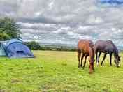 Natural lawnmowers