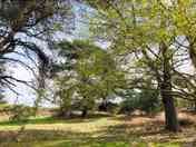 Camp among the trees
