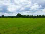 Racehorses enjoying their summer holiday on the site