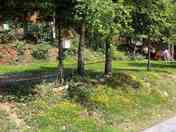 Trees give privacy and shade