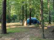 Part of our forest area