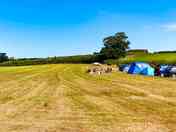 Grassy field