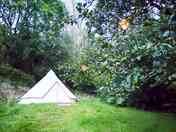 Unwind in your bell tent surrounded by greenery
