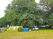 Dog friendly electric grass pitch