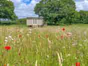 Shepherds Hut (added by manager 14 Oct 2022)