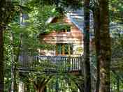 Through the trees