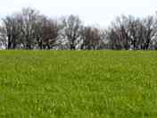 Grass pitches