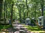 Pitches among the trees