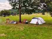 Pitch under a tree
