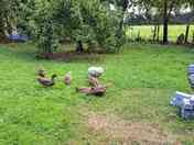 Grass pitches with some friendly animals around