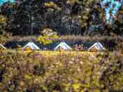 Bell tents sheltered by trees