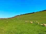 Sheep on the camping field (added by manager 09 Apr 2024)