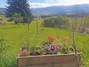 Blick zum Standplatz bei den Fichten