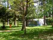 Pitches in the pine grove