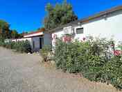 Flowering shrubs