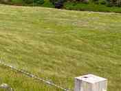Grass field