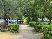 Pitches among the trees