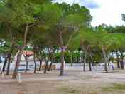 Pine-shaded pitches
