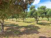 Find shade under the olive trees
