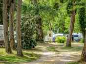 Pitches among the trees