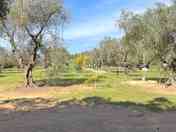 Tree-shaded pitches