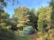 Forest Camping (added by david_b174069 08 Aug 2022)