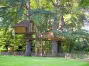 Ouistitis treehouse