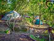 Forest pitch