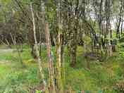 Pitch number 8 in the trees