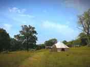 Wildflowers surrounding the bell tents