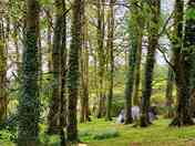 Pitches between the trees