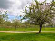 Pitches in the orchard