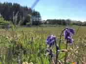 Meadow pitch