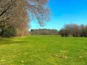 Treeline