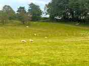 The grass pitch area