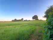 Field for dog walks