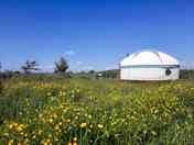 Wild Flower Meadow