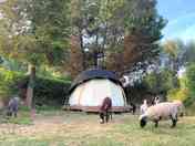 Animals grazing around the yurt