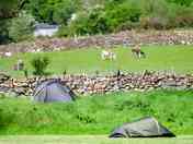 Non-electric grass tent pitches
