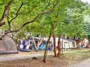 Trees around the pitches