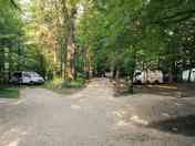 Part of our forest area with pitches for smaller campers/vans