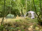 Forest pitches