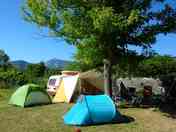 Grass pitches shaded by trees