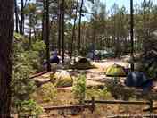 Pitches shaded by trees